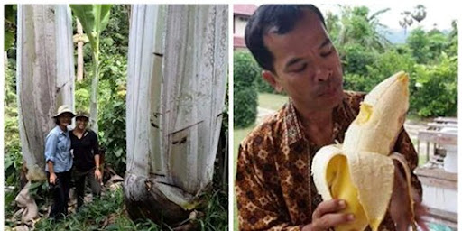 Pohon Pisang Terbesar di Dunia Ada di Papua