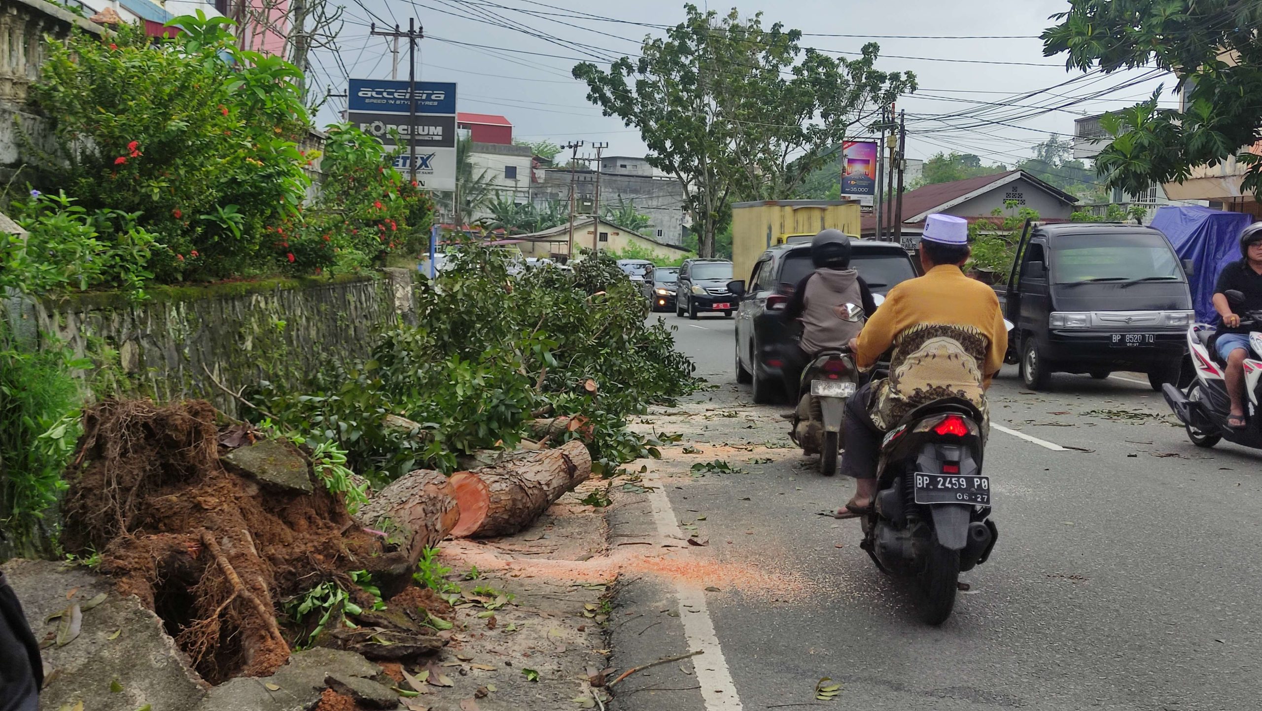 Pohon Tua di Tanjungpinang Tumbang Tersangkut Mobil