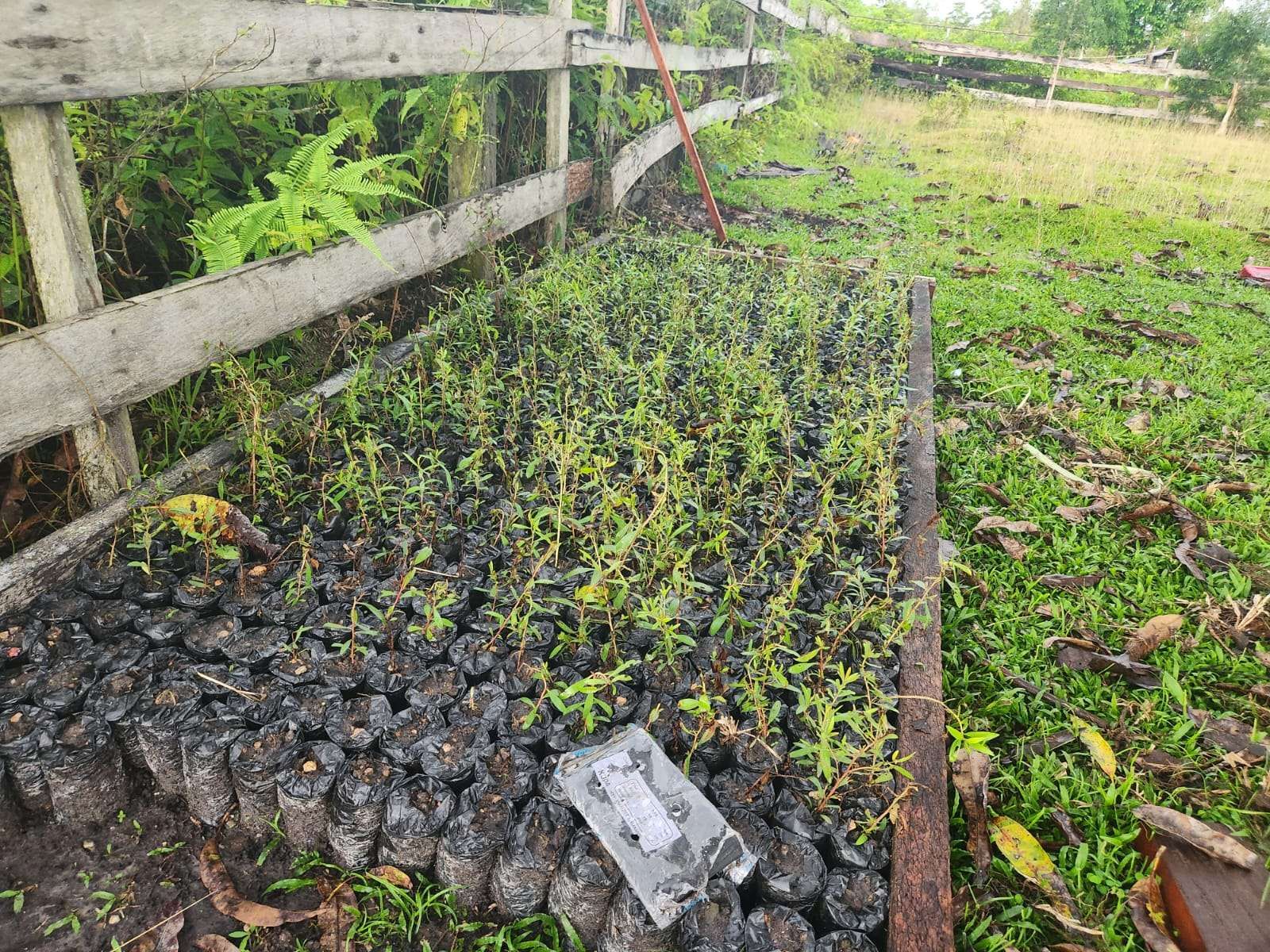 BPOM Fasilitasi Legalitas Minyak Kayu Putih Fakfak