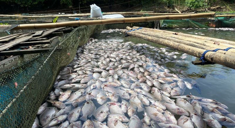Ribuan Ikan Keramba